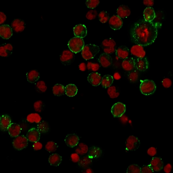 HLA-DPB1 Antibody