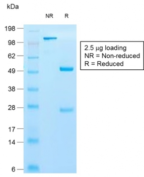 KRT10 Antibody