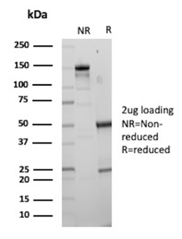 KRT10 Antibody