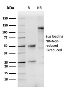KRT10 Antibody