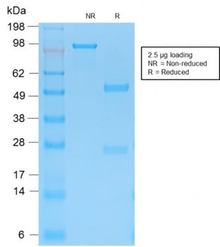 KRT15 Antibody