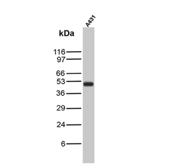 KRT15 Antibody