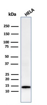 LGALS1 Antibody