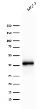 EPCAM Antibody
