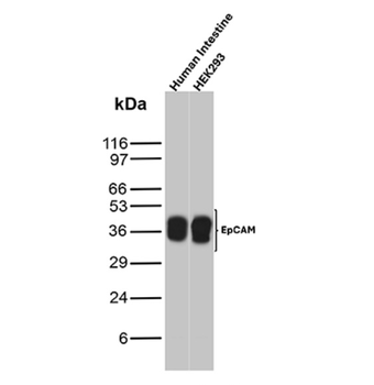 EPCAM Antibody