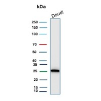 SCGB2A2 Antibody