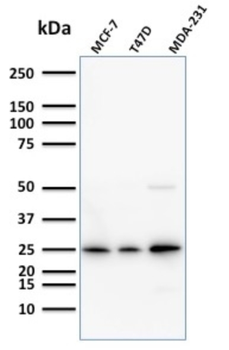 SCGB2A2 Antibody