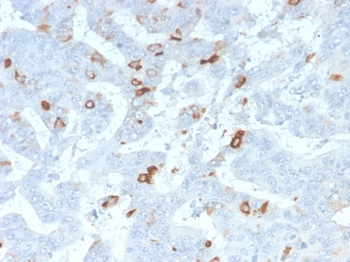 MUC2 Antibody