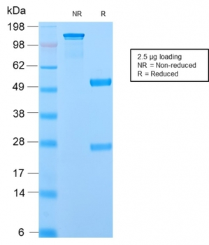 ODC1 Antibody