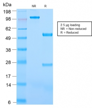 PECAM-1 Antibody