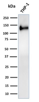 PECAM-1 Antibody