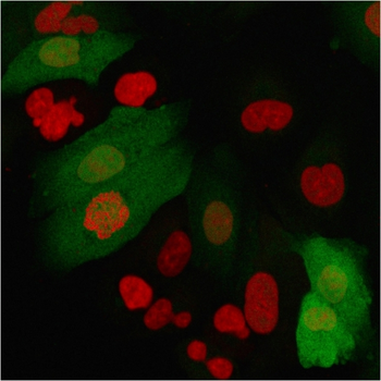 S100A4 Antibody