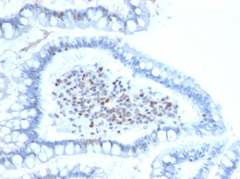 BMI1 Antibody