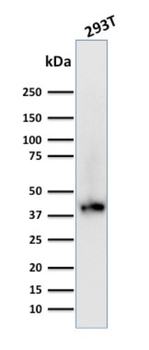 BMI1 Antibody