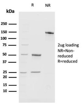 BMI1 Antibody