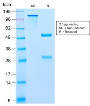 BCL10 Antibody