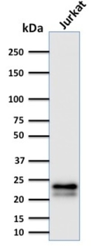 CD3E Antibody