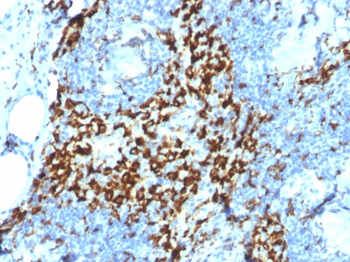 MVP Antibody