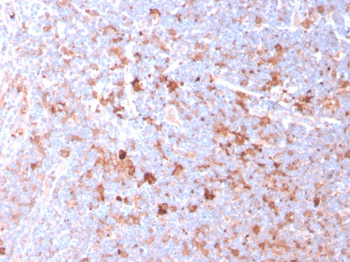 CD40LG Antibody