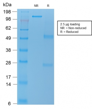 TNFSF15 Antibody