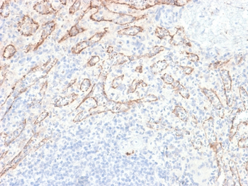 TNFSF15 Antibody