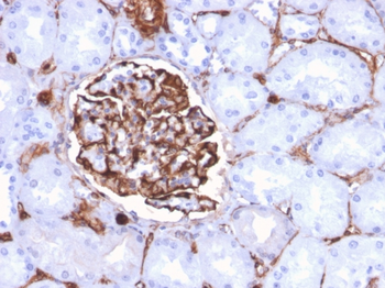 NES Antibody