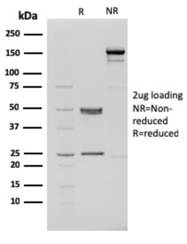 CHD4 Antibody