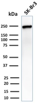 CHD4 Antibody