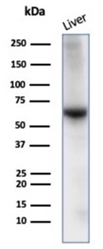 ALB Antibody