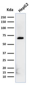 ALB Antibody
