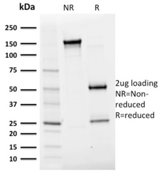 ALB Antibody