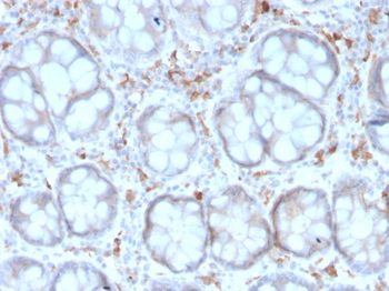 CD209 Antibody
