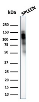 ITGAM Antibody