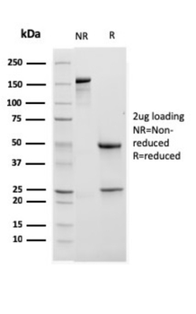 ITGAM Antibody