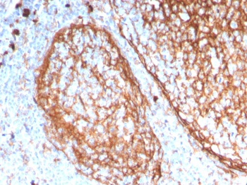 ITGAM Antibody