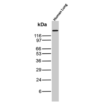 ITGAM Antibody