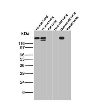 ITGAM Antibody