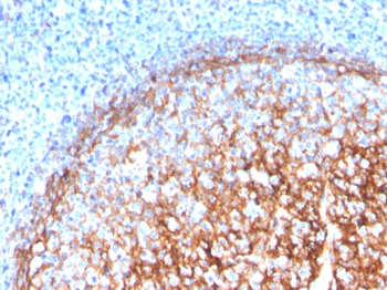 ITGAM Antibody