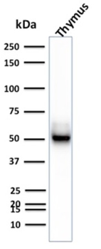 KRT15 Antibody