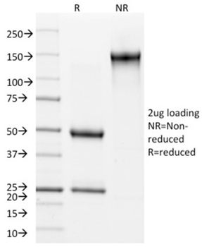 KRT15 Antibody