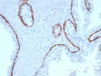 KRT15 Antibody