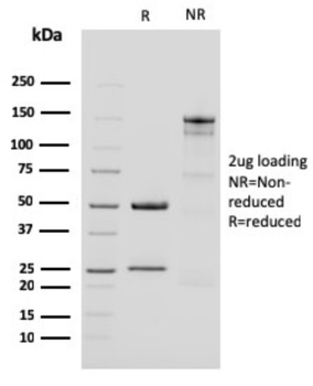 KRT15 Antibody