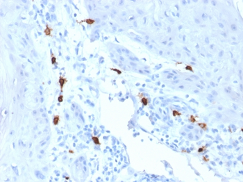 TPSAB1 Antibody