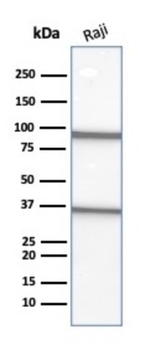 MS4A1 Antibody