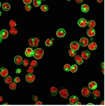 HLA-DPB1 Antibody