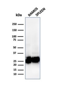 HLA-DPB1 Antibody