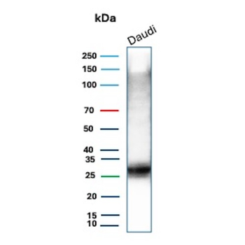 HLA-DPB1 Antibody