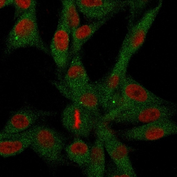 NT5E Antibody (Biotin)