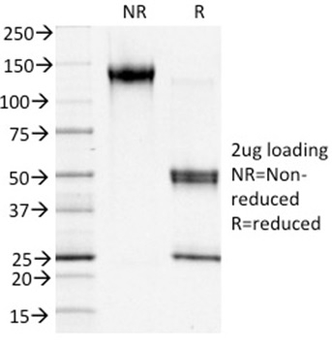 S100A4 Antibody (Biotin)