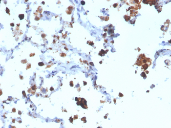 NAPSA Antibody (Biotin)